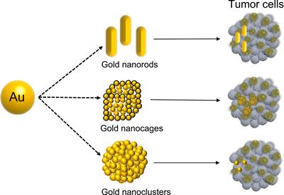 Frontiers | The Applications Of Gold Nanoparticles In The Diagnosis And ...